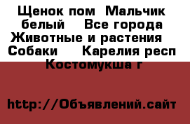 Щенок пом. Мальчик белый  - Все города Животные и растения » Собаки   . Карелия респ.,Костомукша г.